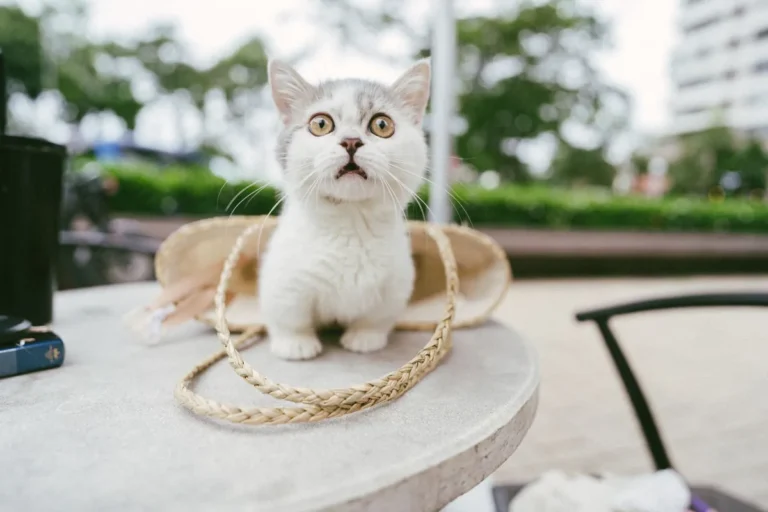 Gato con cara de sorpresa