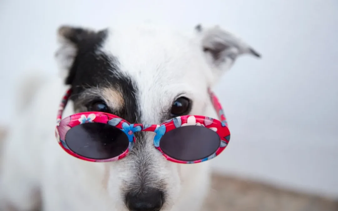 Vídeos graciosos de perros
