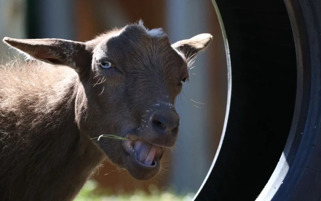 29 chistes malos y cortos de animales para reírnos con los niños