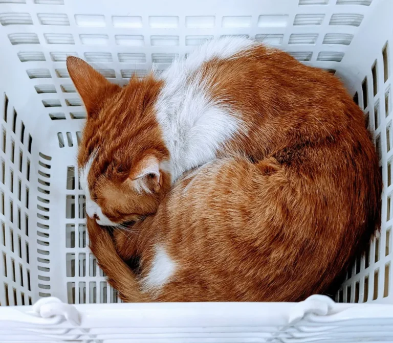Gato dormido dentro de un cesto de la ropa