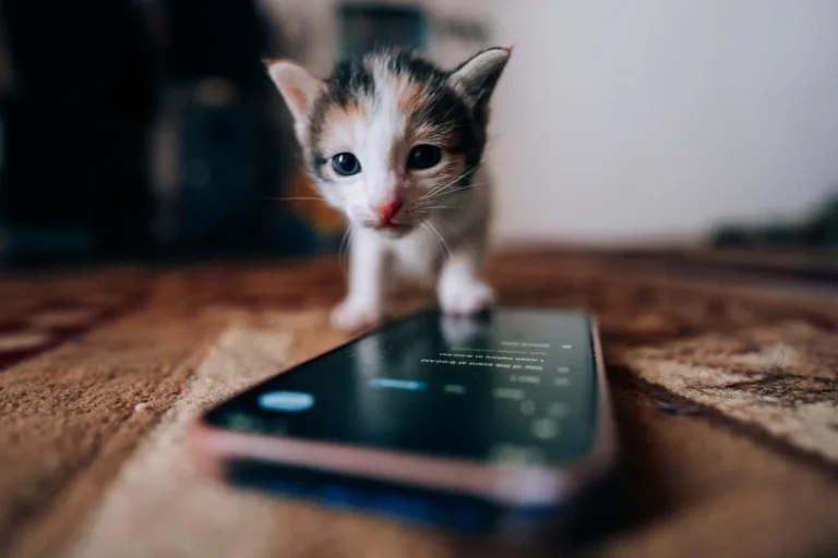 Gato mirando con curiosidad la pantalla de un móvil