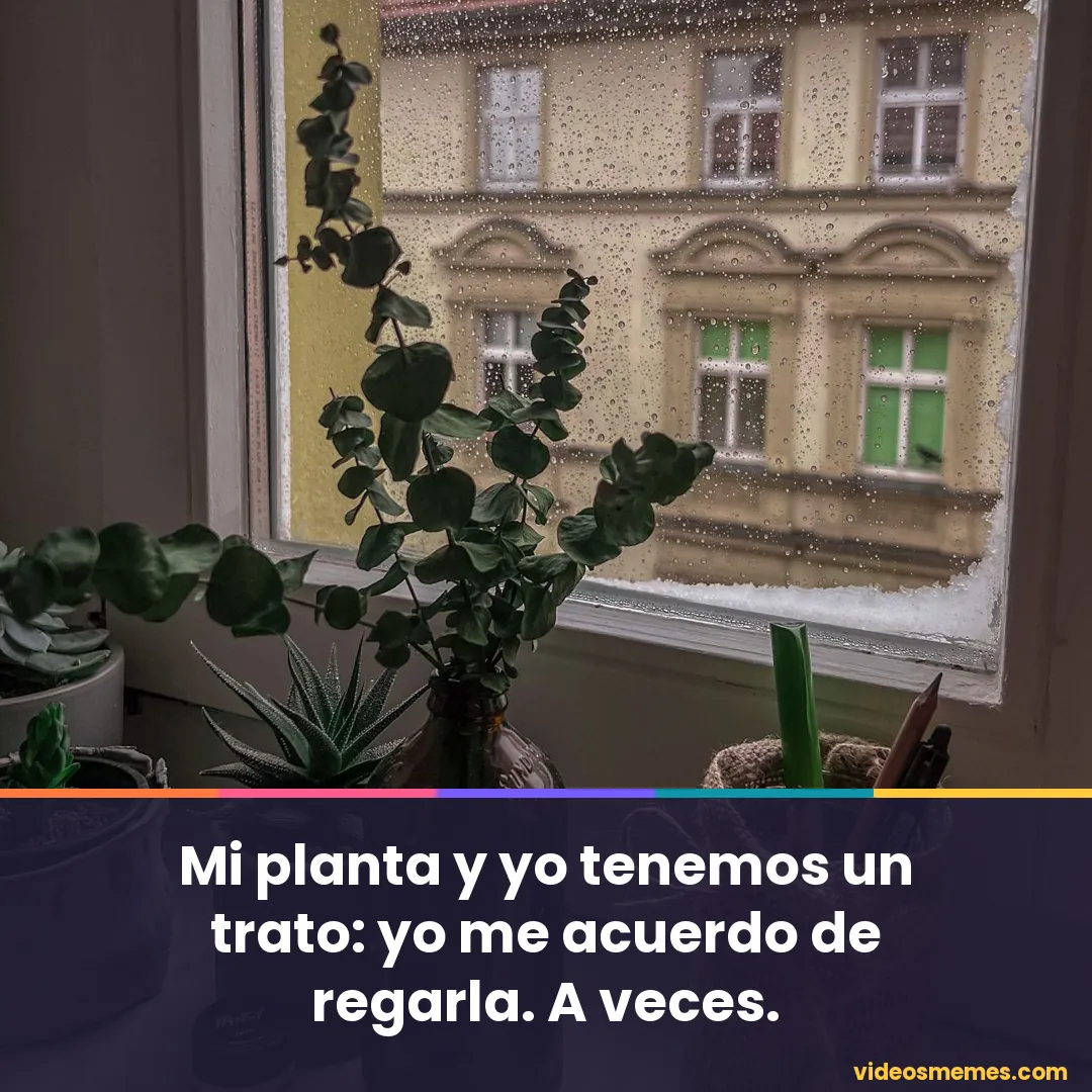 Planta de interior junto a una ventana con la frase: mi planta y yo tenemos un trato