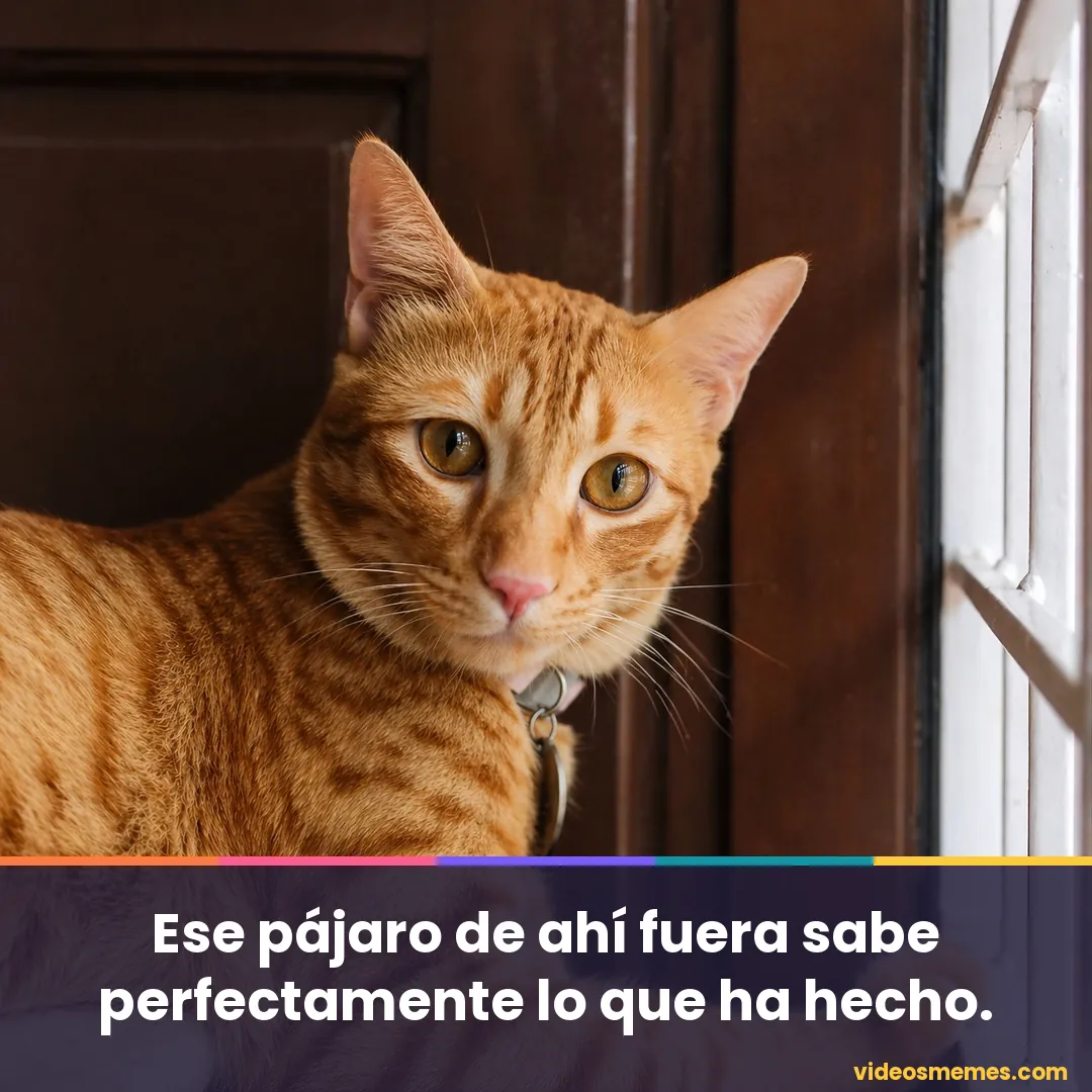 Gato sentado en el alféizar mirando por la ventana con la frase: ese pájaro sabe lo que ha hecho