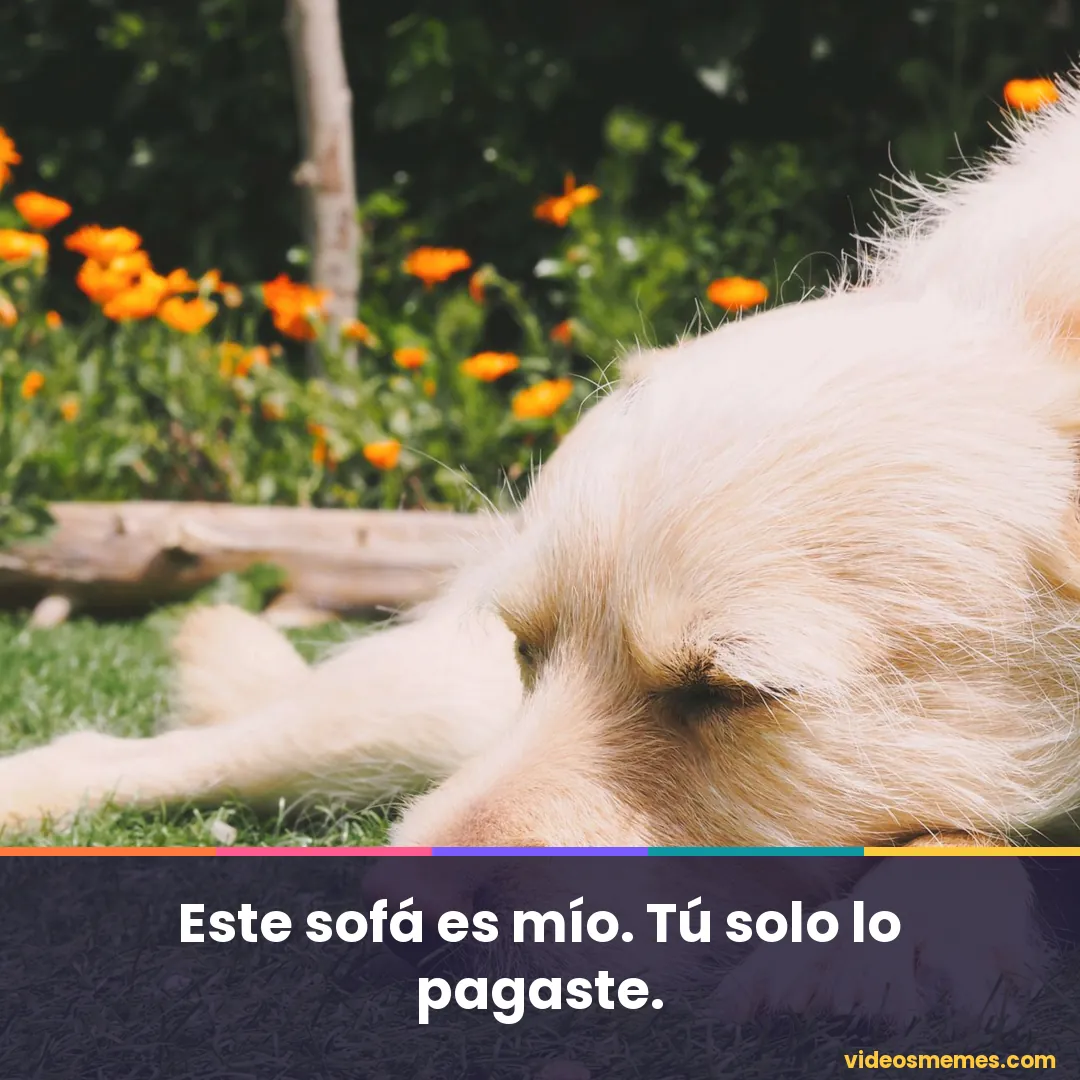 Perro dormido sobre un cojín del sofá con la frase: este sofá es mío, tú solo lo pagaste