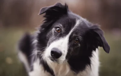 Imágenes de animales graciosos: lo que de verdad están pensando