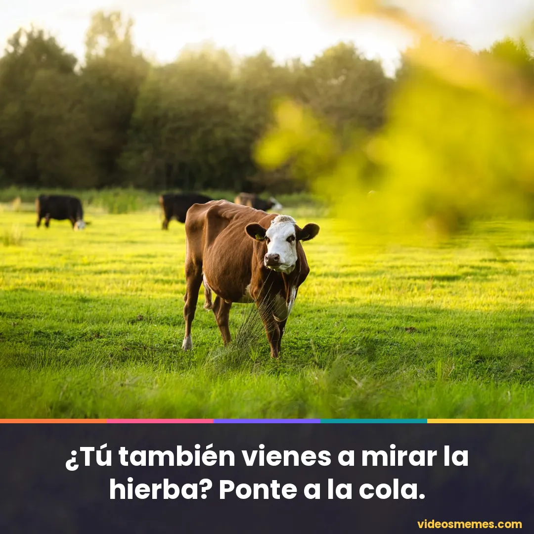 Vaca en un prado verde mirando a la cámara con la frase: ponte a la cola para mirar la hierba