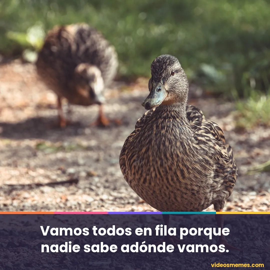 Patos caminando en fila con la frase: vamos en fila porque nadie sabe adónde vamos