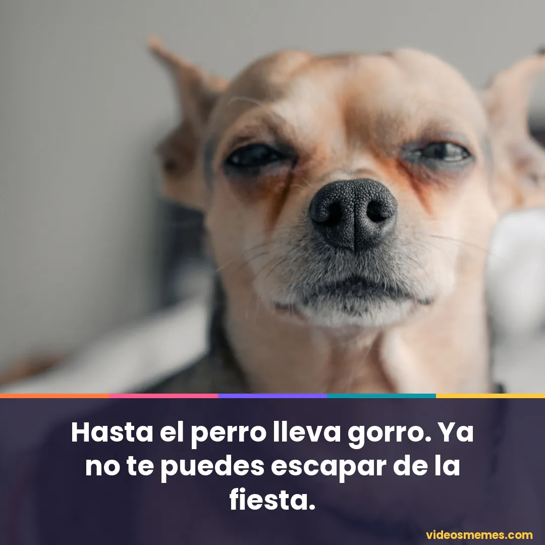 Perro con gorro de fiesta con la frase: hasta el perro lleva gorro, no te puedes escapar