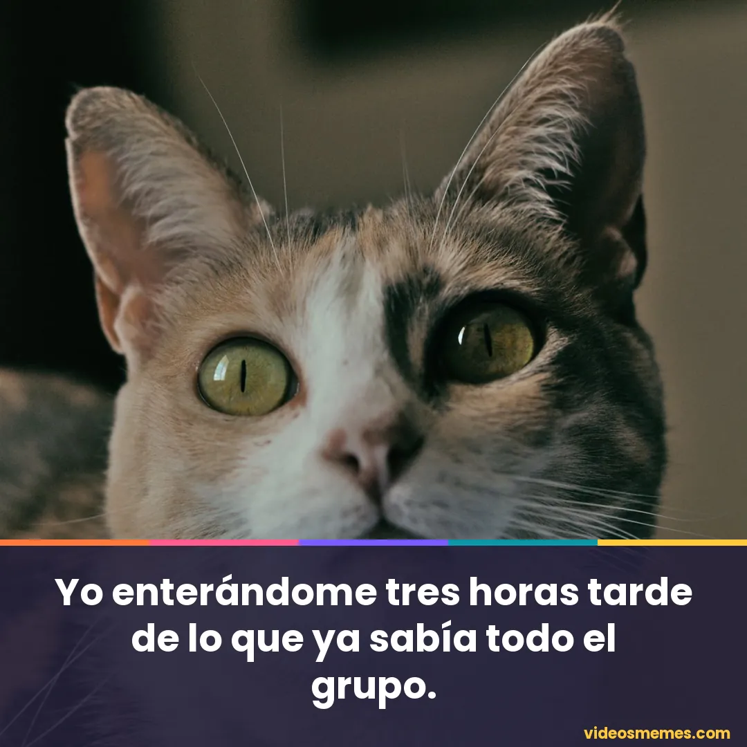 Gato con los ojos muy abiertos y cara de sorpresa con la frase: yo enterándome tres horas tarde