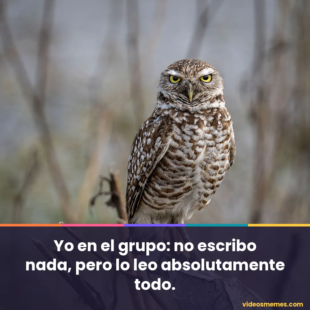 Búho mirando fijamente a la cámara con la frase: no escribo nada, pero lo leo todo